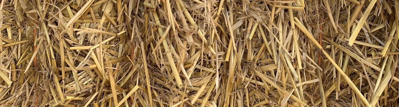 lent-cropped